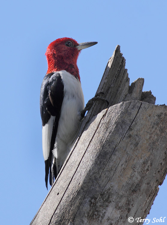 Red-headed Woodpecker - Melanerpes erythrocephalus