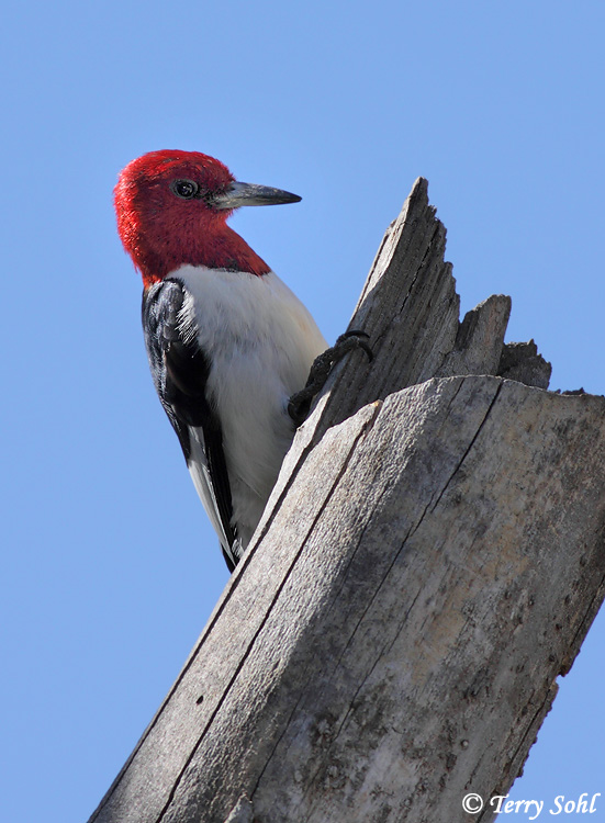 Red-headed Woodpecker - Melanerpes erythrocephalus