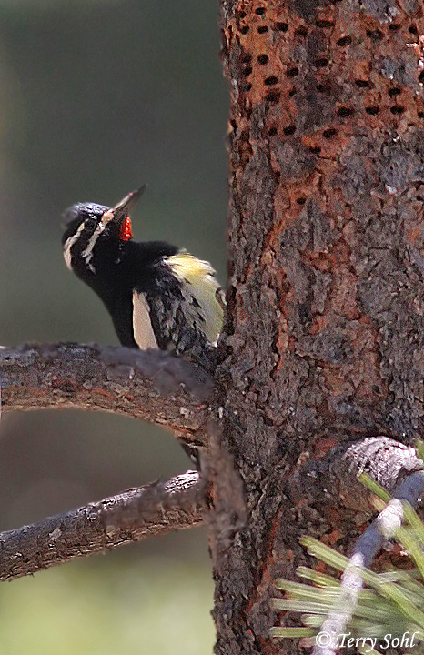 Williamson's Sapsucker - Sphyrapicus thyroideus