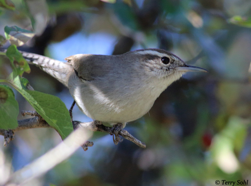 Bewcik's Wren - Thryomanes bewickii