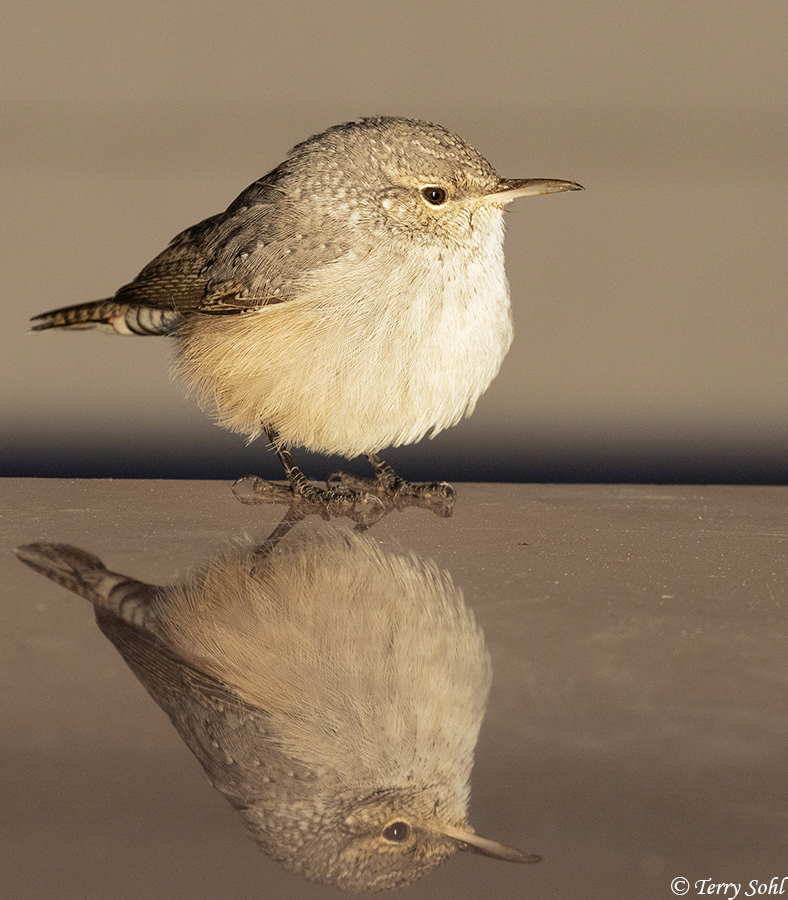 Rock Wren - Salpinctes obsoletus