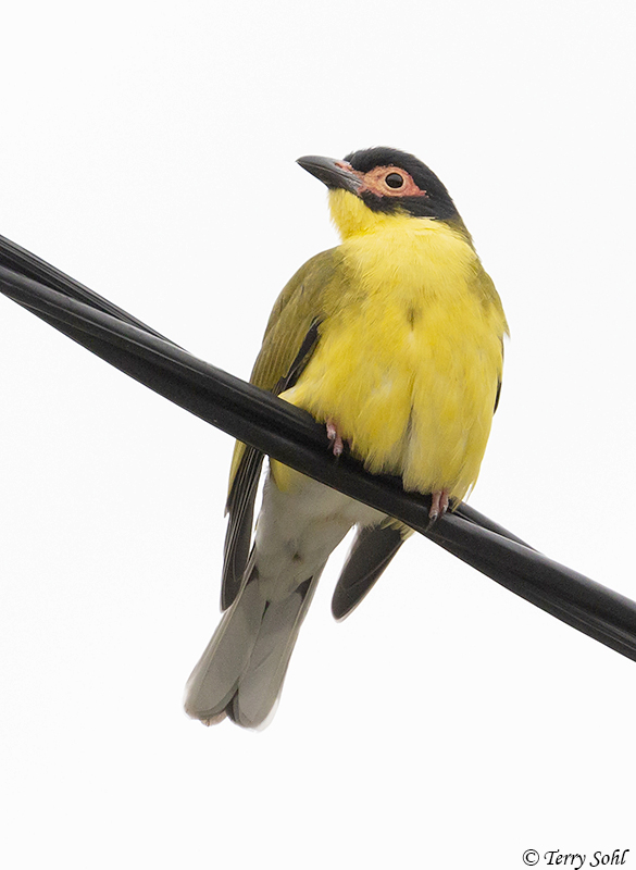 Australasian Figbird - Sphecotheres vieilloti
