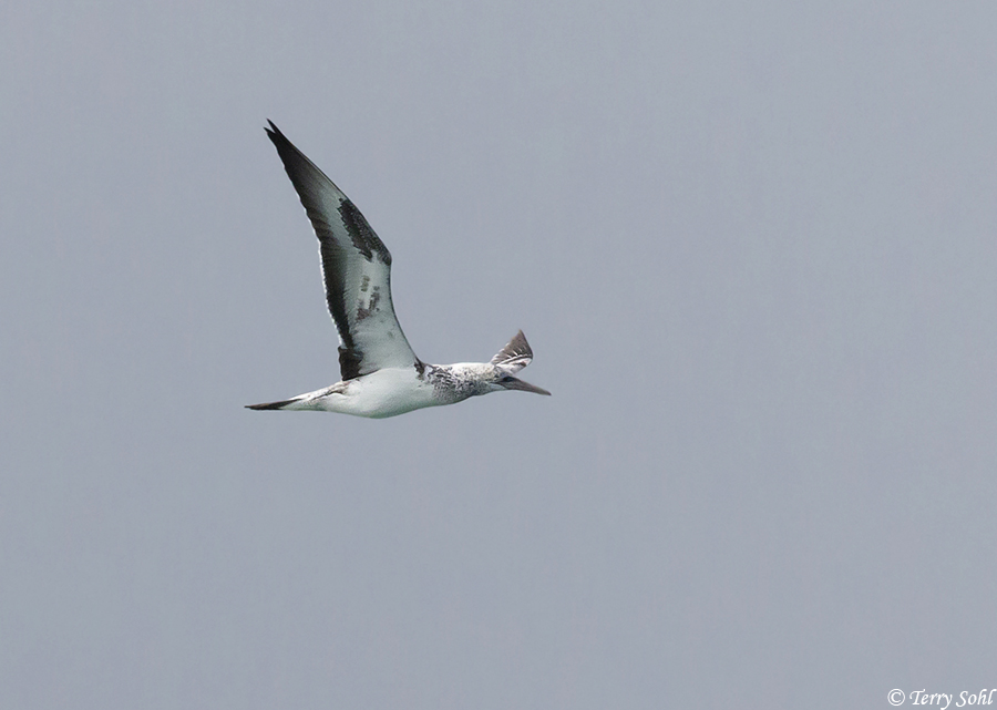 Australasian Gannet - Morus serrator