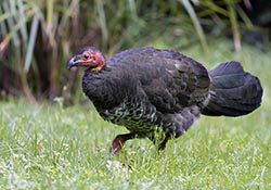 Australian Brush-turkey 2 - Alectura lathami