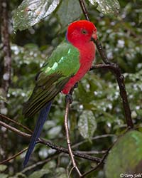 Australian King Parrot 5 - Alisterus scapularis