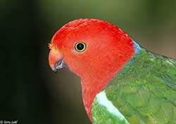 Australian King Parrot 9 - Alisterus scapularis
