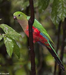 Australian King Parrot 10 - Alisterus scapularis