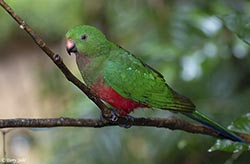 Australian King Parrot 11 - Alisterus scapularis