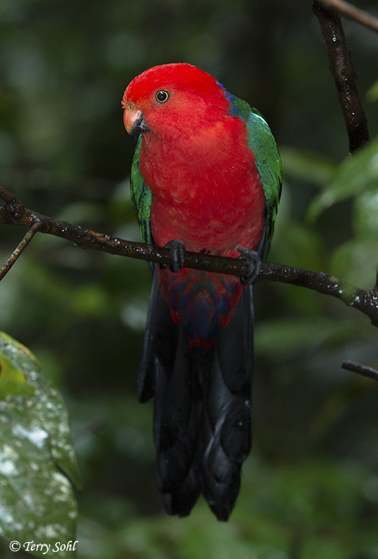 Australian King Parrot - Alisterus scapularis