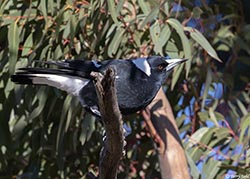 Australian Magpie 2 - Cracticus tibicen