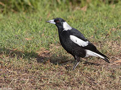 Australian Magpie 8  - Cracticus tibicen