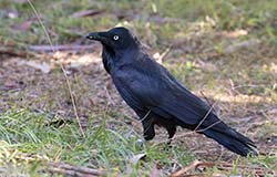 Australian Raven 1 - Corvus coronoides