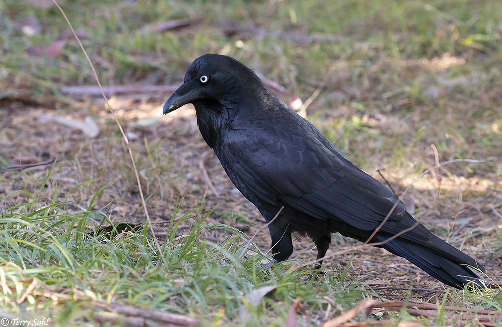 Australian Raven - Corvus coronoides