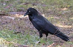 Australian Raven 2 - Corvus coronoides