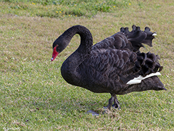 Black Swan 3 - Cygnus atratus