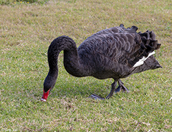 Black Swan 4 - Cygnus atratus