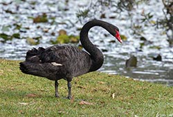 Black Swan 6 - Cygnus atratus