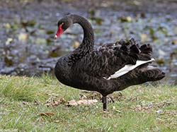 Black Swan 8 - Cygnus atratus