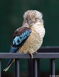 Blue-winged Kookaburra 4 - Dacelo leachii