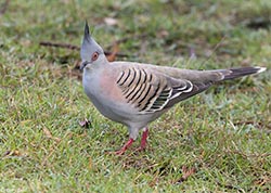Crested Pigeon 6 - Ocyphaps lophotes