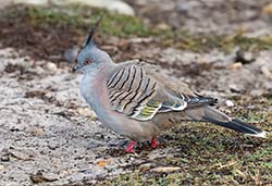 Crested Pigeon 7 - Ocyphaps lophotes