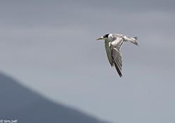 Crested Tern 3 - Thalasseus bergii
