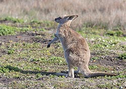 Eastern Grey Kangaroo 1 - Macropus giganteus