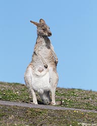 Eastern Grey Kangaroo 2 - Macropus giganteus