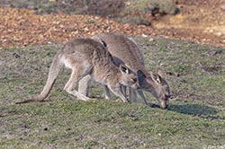 Eastern Grey Kangaroo 6 - Macropus giganteus
