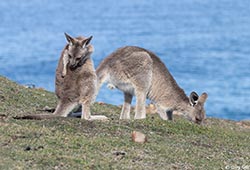 Eastern Grey Kangaroo 9 - Macropus giganteus