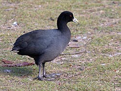 Eurasian Coot - Fulica atra