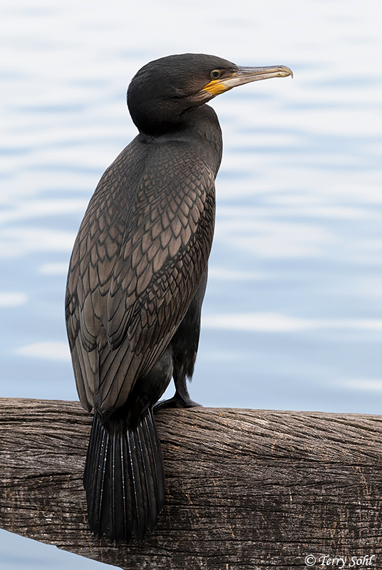 Great Cormorant - Phalacrocorax carbo