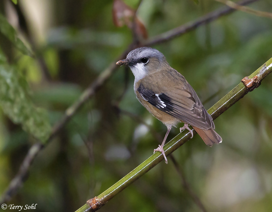 Gray-headed Robin - Heteromyias cinereifrons