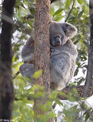 Koala 1 - Phascolarctos cinereus