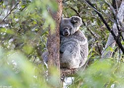 Koala 3 - Phascolarctos cinereus