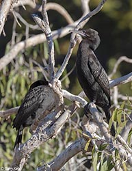 Little Black Cormorant 2 - Phalacrocorax sulcirostris