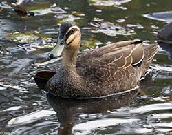 Pacific Black Duck 3 - Anas superciliosa