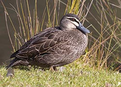 Pacific Black Duck 4 - Anas superciliosa