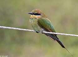 Rainbow Bee-eater 1 - Merops ornatus