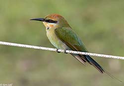 Rainbow Bee-eater 7 - Merops ornatus