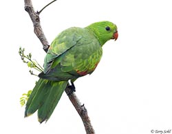 Red-winged Parrot 1 - Aprosmictus erythropterus