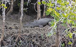 Saltwater Crocodile 1 - Crocodylus porosus