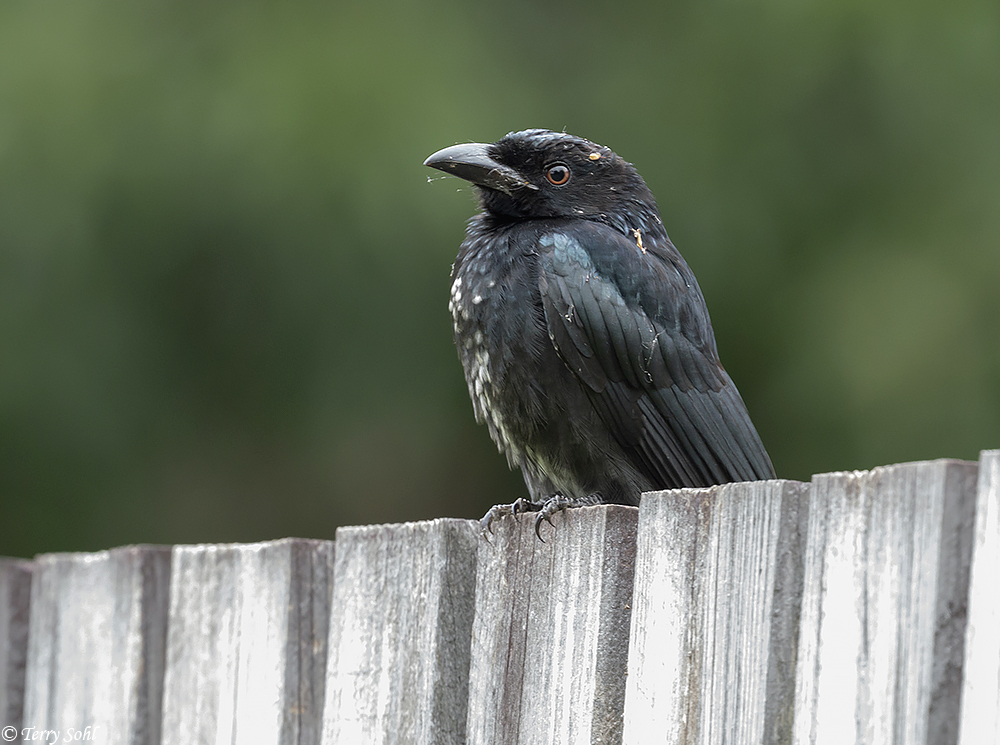 Spangled Drongo - Dicrurus bracteatus