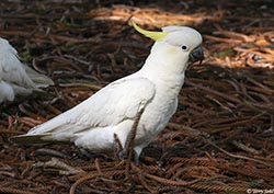 Sulphur-crested Cockatoo 15 - Cacatua galerita