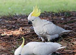Sulphur-crested Cockatoo 16 - Cacatua galerita