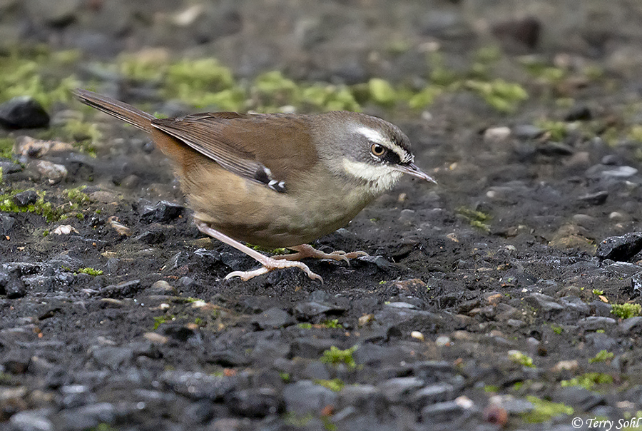 White-browed Scrubwren - Sericornis frontalis