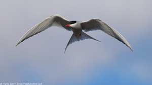 Arctic Tern - Screen Background