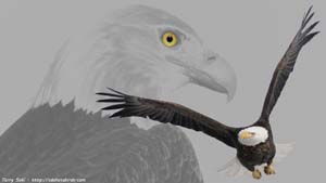Bald Eagle Composite - Screen Background