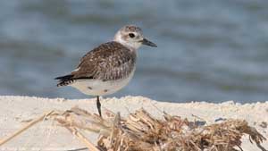 Black-bellied Plover - Screen Background