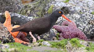 Black Oystercatcher and Starfish - Screen Background